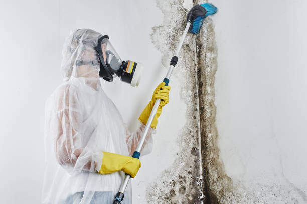 Office Mold Removal Services in Woodmoor, CO