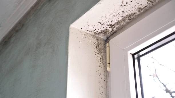 Professional Mold Removal in Woodmoor, CO