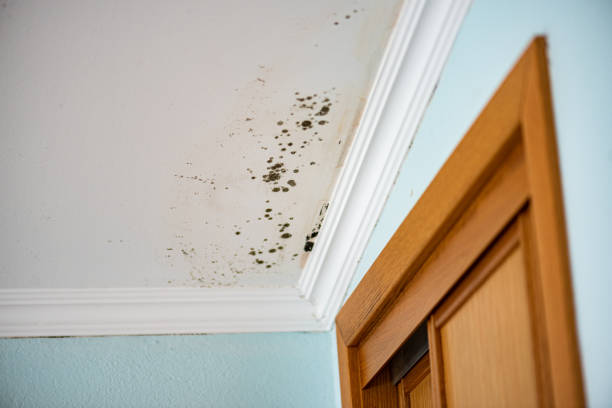 Best Mold Inspection  in Woodmoor, CO