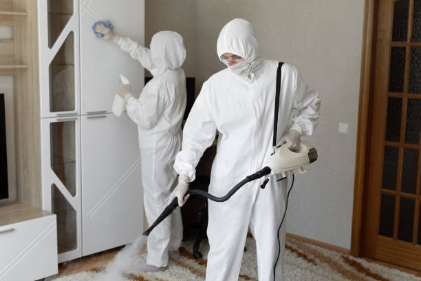 Mold Removal Process in Woodmoor, CO