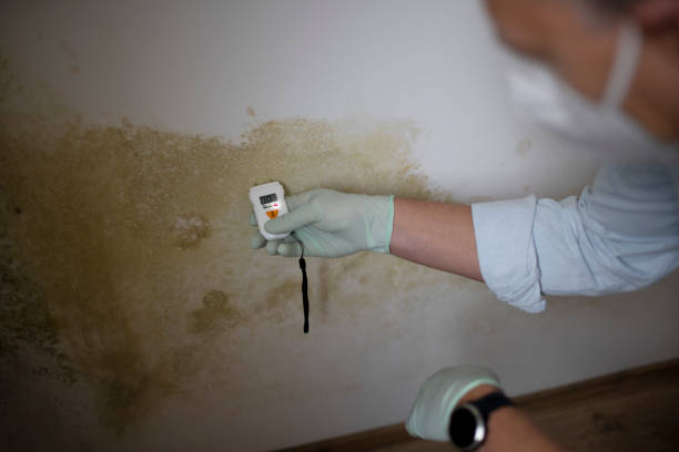 Best Certified Mold Removal  in Woodmoor, CO