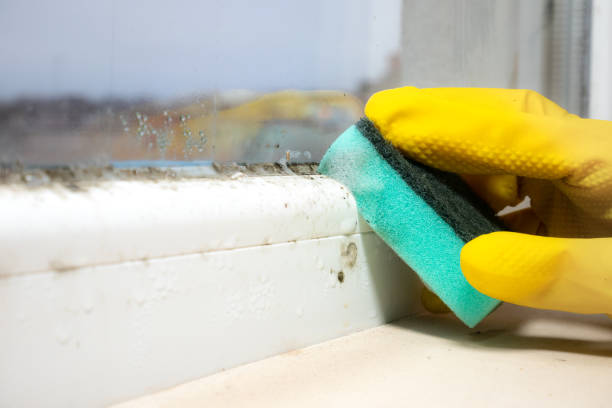 Best Office Mold Removal Services  in Woodmoor, CO