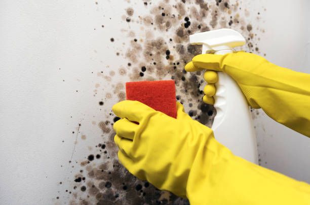 Best Local Mold Removal Service  in Woodmoor, CO