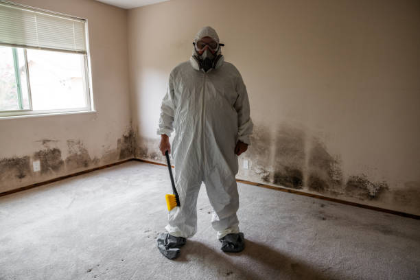 Woodmoor, CO Mold Removal Company