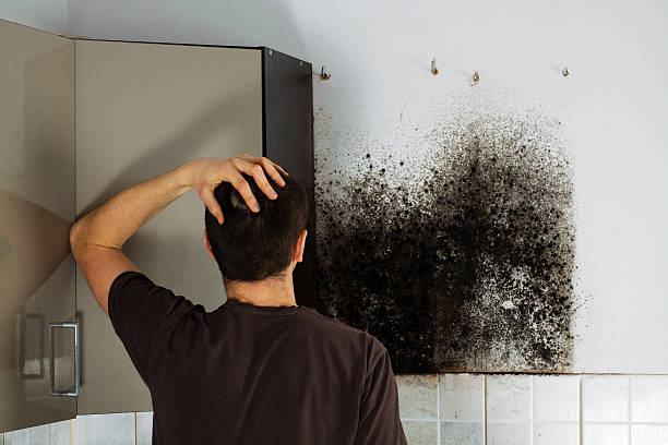 Home Mold Removal in Woodmoor, CO