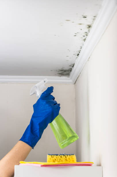 Best Best Mold Removal Companies  in Woodmoor, CO